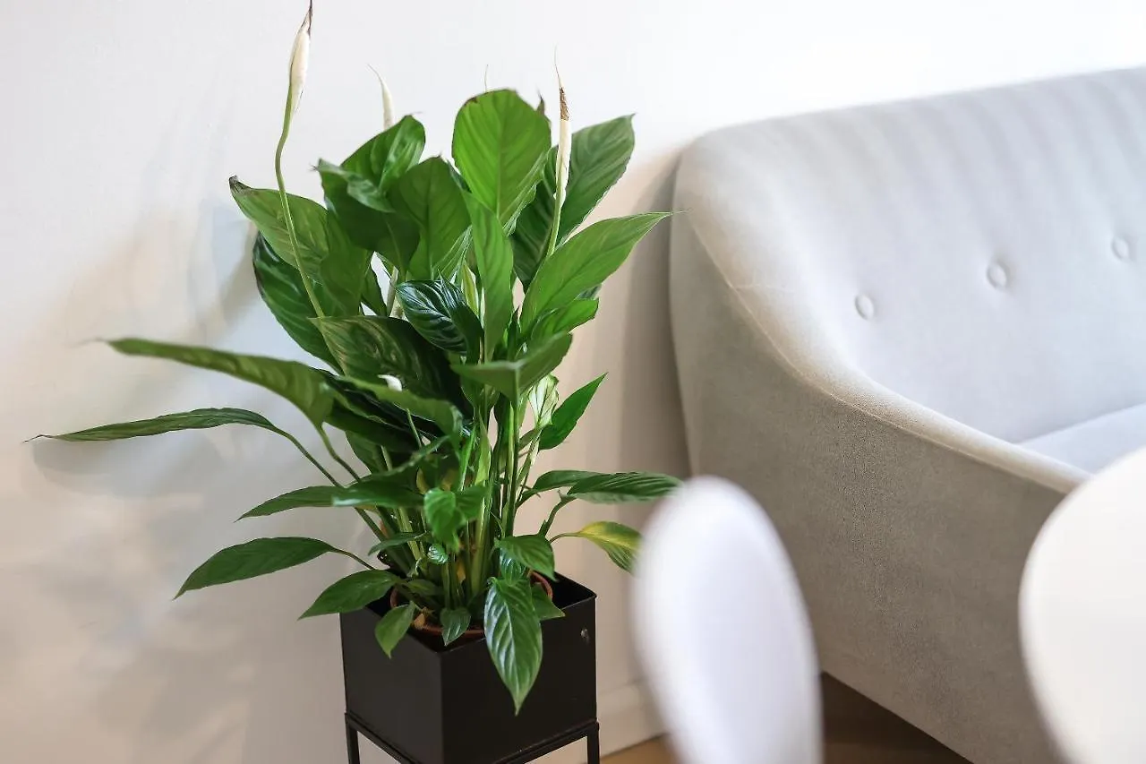 Apartment Duda Rijeka